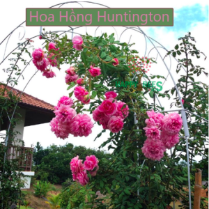 Cây Hồng Leo Huntington cho hoa thơm ngọt ngào