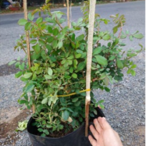 Cây Hồng Leo Huntington cho hoa thơm ngọt ngào