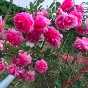 Cây Hồng Leo Huntington cho hoa thơm ngọt ngào