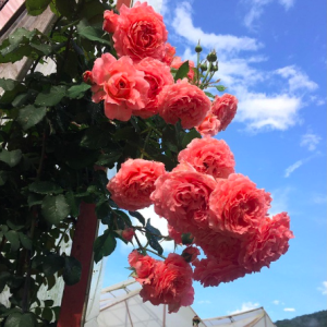 Hồng bụi Corail Gelee bông chùm màu hoa cam cá hồi, giao cây ổn định sắp hoa