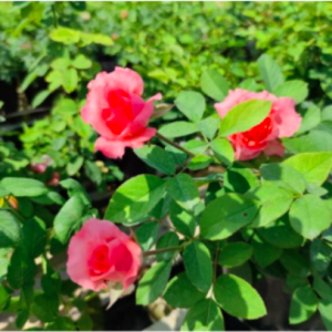 Hồng bụi Corail Gelee bông chùm màu hoa cam cá hồi, giao cây ổn định sắp hoa