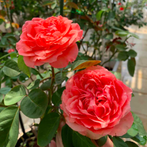 Hồng bụi Corail Gelee bông chùm màu hoa cam cá hồi, giao cây ổn định sắp hoa