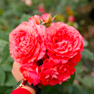 Hồng bụi Corail Gelee bông chùm màu hoa cam cá hồi, giao cây ổn định sắp hoa