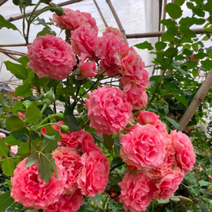 Hồng bụi Corail Gelee bông chùm màu hoa cam cá hồi, giao cây ổn định sắp hoa