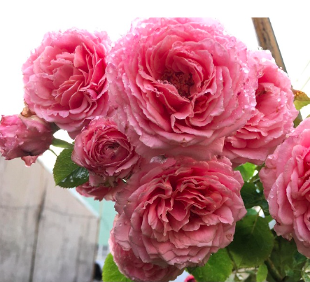 Cây hồng ngoại Bienvenue, giống hồng leo cho hoa thơm hương chanh sả