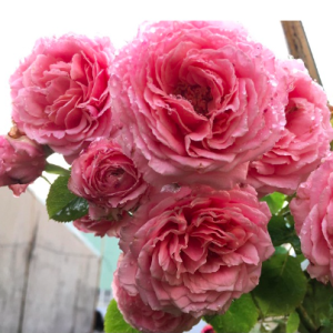 Cây hồng ngoại Bienvenue, giống hồng leo cho hoa thơm hương chanh sả