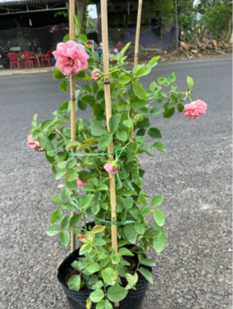 Cây hồng ngoại Bienvenue, giống hồng leo cho hoa thơm hương chanh sả