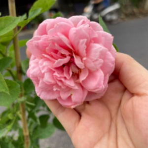 Cây hồng ngoại Bienvenue, giống hồng leo cho hoa thơm hương chanh sả