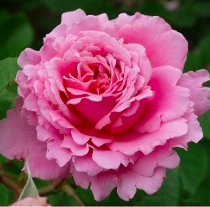 Cây hồng ngoại Bienvenue, giống hồng leo cho hoa thơm hương chanh sả