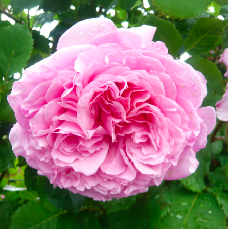 Cây hồng ngoại Bienvenue, giống hồng leo cho hoa thơm hương chanh sả