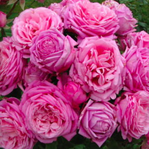 Cây hồng ngoại Bienvenue, giống hồng leo cho hoa thơm hương chanh sả