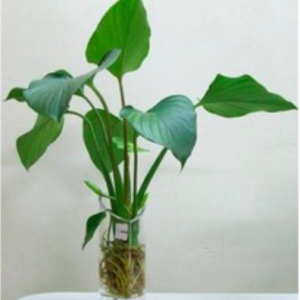 Chậu cây Môn tai phật - Chinese Taro