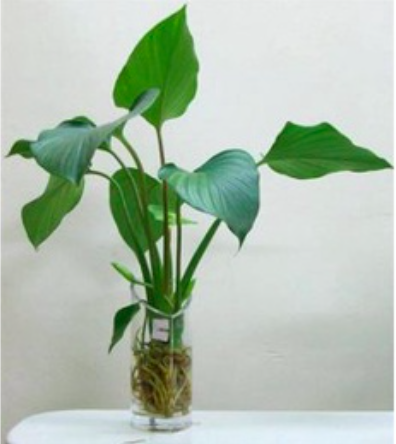 Chậu cây Môn tai phật - Chinese Taro