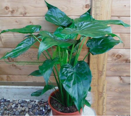 screen-shot-2022-08-17-at-9-35-09-pm-1