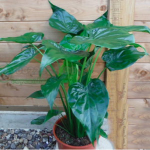 Chậu cây Môn tai phật - Chinese Taro