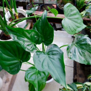 Chậu cây Môn tai phật - Chinese Taro