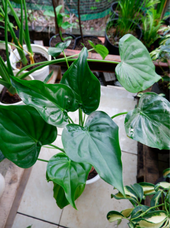 Chậu cây Môn tai phật - Chinese Taro