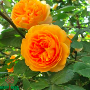 Hồng leo Honey Caramel cho hoa màu cam mật ong ngọt ngào (Honey caramel rose)