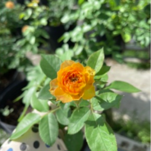 Hồng leo Honey Caramel cho hoa màu cam mật ong ngọt ngào (Honey caramel rose)