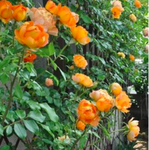 Hồng leo Honey Caramel cho hoa màu cam mật ong ngọt ngào (Honey caramel rose)