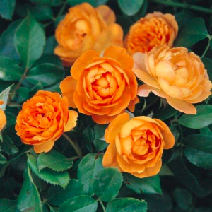 Hồng leo Honey Caramel cho hoa màu cam mật ong ngọt ngào (Honey caramel rose)