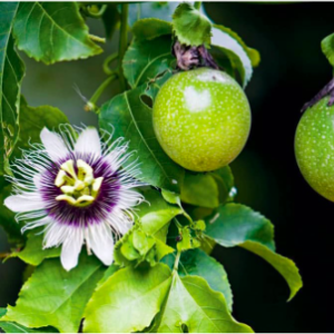 Cây chanh dây trưởng thành đang hoa