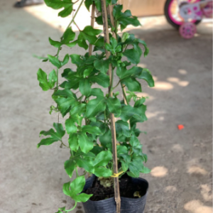 Cây chanh dây trưởng thành đang hoa