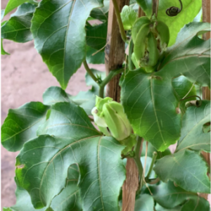 Cây chanh dây trưởng thành đang hoa