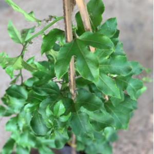 Cây chanh dây trưởng thành đang hoa