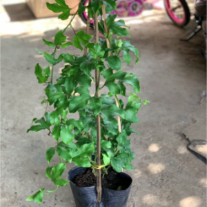 Cây chanh dây trưởng thành đang hoa