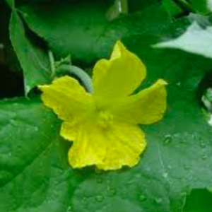 Cây mướp trưởng thành đang hoa