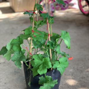 Cây mướp trưởng thành đang hoa