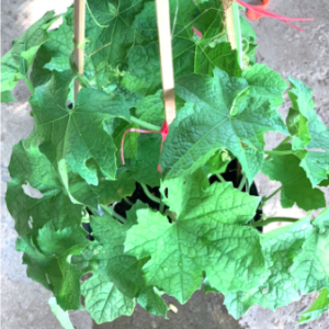 Cây mướp trưởng thành đang hoa