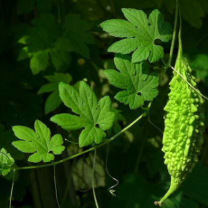 Cây khổ qua trưởng thành đang hoa