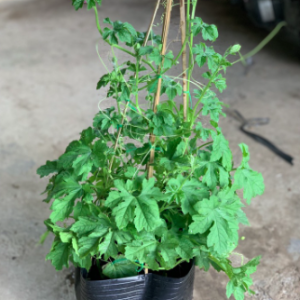 Cây khổ qua trưởng thành đang hoa