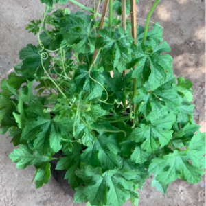 Cây khổ qua trưởng thành đang hoa