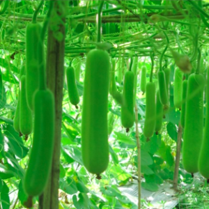 Cây bầu trưởng thành