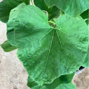 Cây bầu trưởng thành