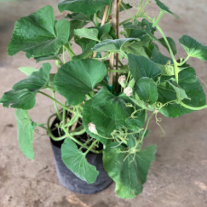 Cây bầu trưởng thành