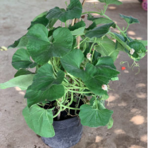 Cây bầu trưởng thành