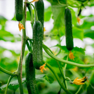 Cây dưa leo trưởng thành đang hoa