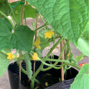 Cây dưa leo trưởng thành đang hoa