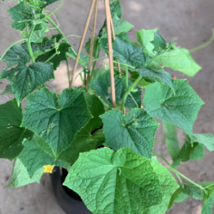 Cây dưa leo trưởng thành đang hoa