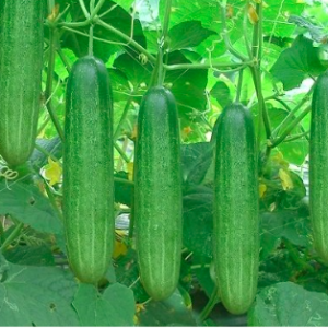 Cây dưa leo trưởng thành đang hoa