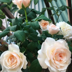 Hoa hồng ngoại Keira trắng hồng pastel hương hoa mộc dược, giao cây chậu C9