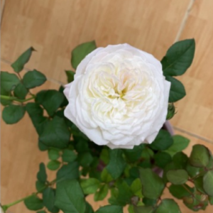 Hoa hồng ngoại Keira trắng hồng pastel hương hoa mộc dược, giao cây chậu C9