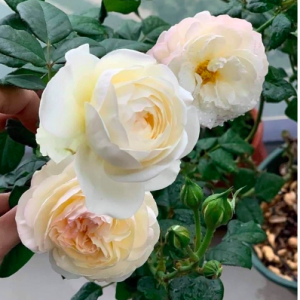 Hoa hồng ngoại Keira trắng hồng pastel hương hoa mộc dược, giao cây chậu C9