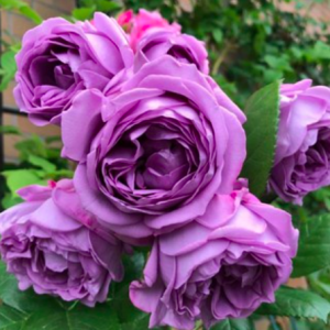 Hoa hồng Kinda blue tím hấp dẫn C9