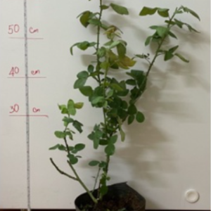 Hoa hồng Kinda blue tím hấp dẫn C9