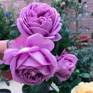 Hoa hồng Kinda blue tím hấp dẫn C9